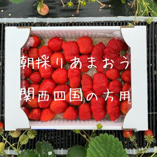 関西四国の方向け　朝採りいちご あまおう 二級品(フルーツ)