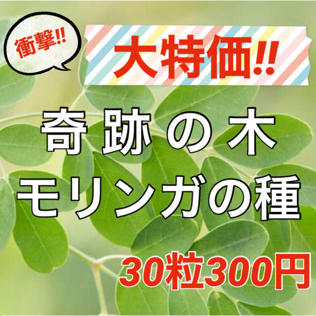 【スーパーフードの種子】奇跡の木 モリンガの種30粒 ハーブ タネ 美容健康 食品/飲料/酒の食品(野菜)の商品写真