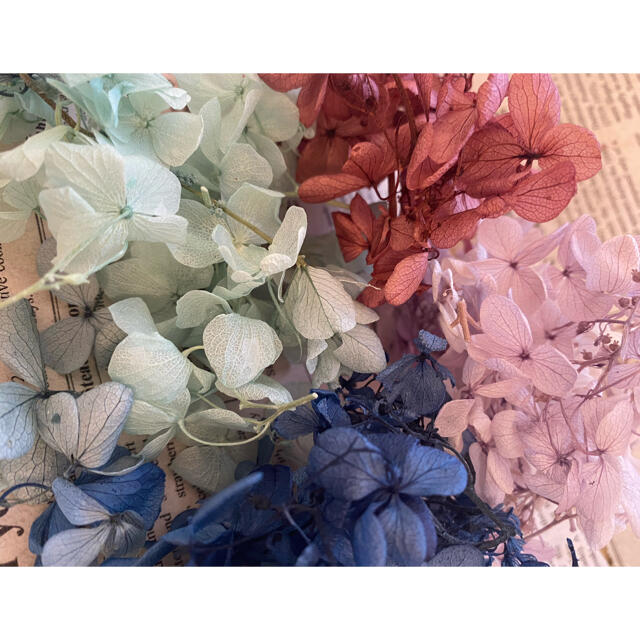 【花材】アジサイ カラーセット【J】 ハンドメイドのフラワー/ガーデン(ドライフラワー)の商品写真