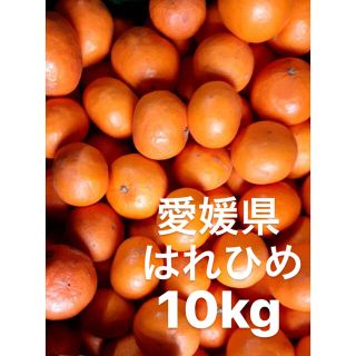 愛媛県　はれひめ　10kg(フルーツ)