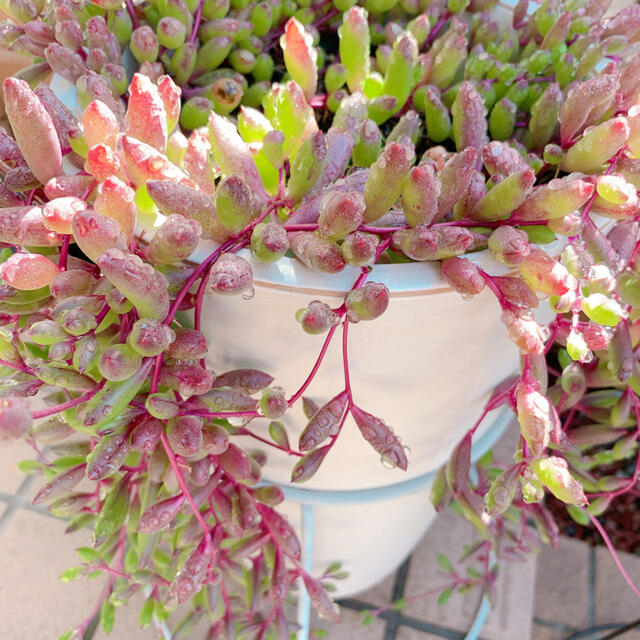 多肉植物 ぷっくり可愛いルビーネックレス カット苗5本の通販 By みるく S Shop ラクマ 多肉植物 ぷっくり可愛いルビーネックレス カット苗5本の通販 By みるく S Shop ラクマ