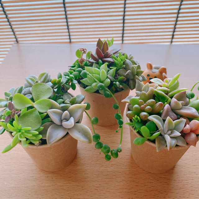 多肉植物　寄せ植え　★マイクロサイズ3セット★ ハンドメイドのフラワー/ガーデン(その他)の商品写真