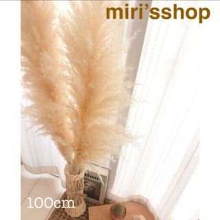 パンパスグラス　2本セット　100cm(ドライフラワー)