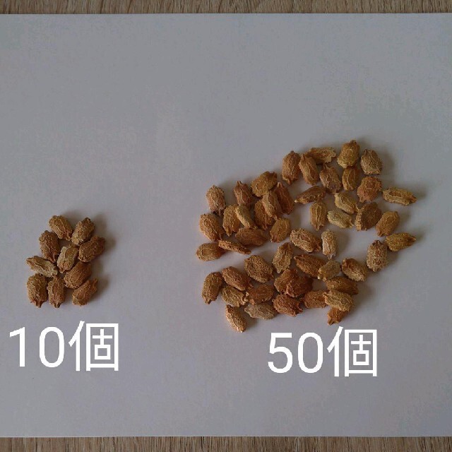 ゴーヤ　種 食品/飲料/酒の食品(野菜)の商品写真