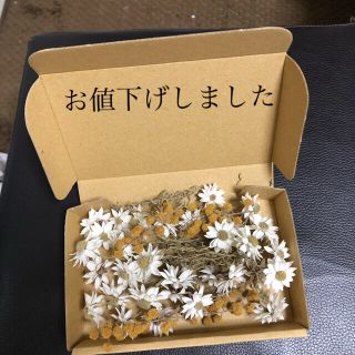 ドライフラワー花かんざしペーパーカスケード訳あり(ドライフラワー)