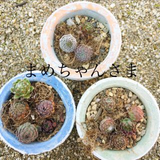 まめちゃん様専用　センペルビウム13種多肉植物(その他)