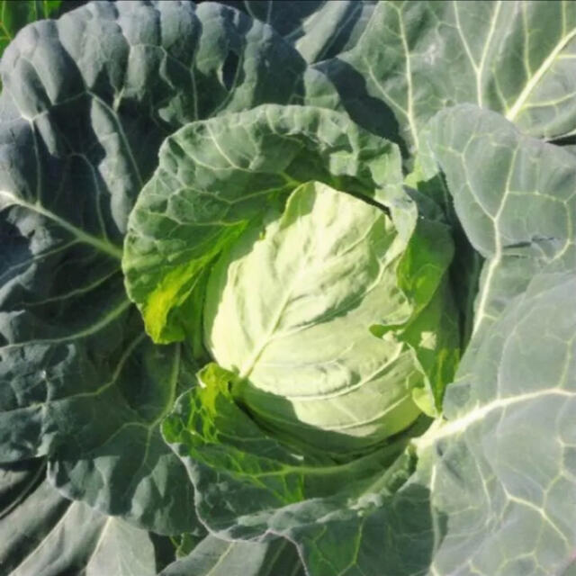 宮崎県産 野菜セット 8～9kg 食品/飲料/酒の食品(野菜)の商品写真