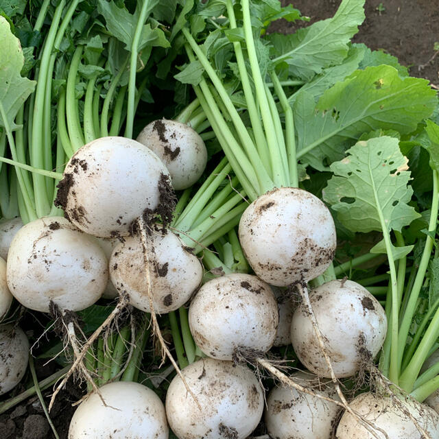 宮崎県産 野菜セット 8～9kg 食品/飲料/酒の食品(野菜)の商品写真