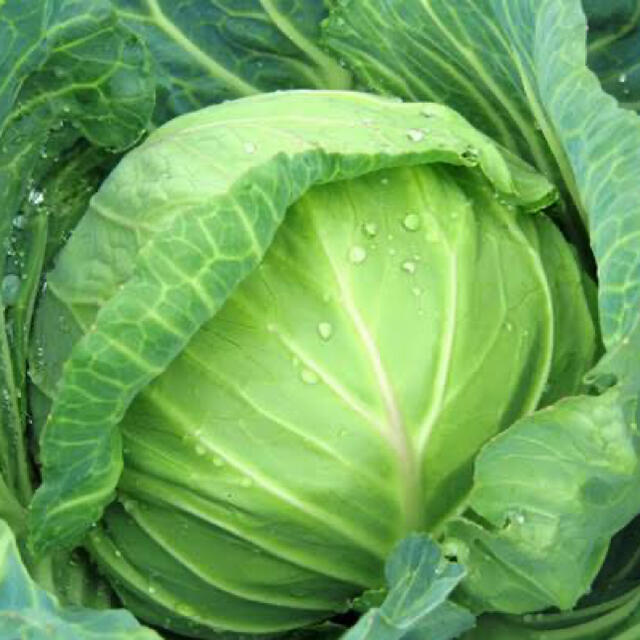 【農家直送】送料込　渥美半島　採れたて野菜　冬野菜　詰め合わせ 食品/飲料/酒の食品(野菜)の商品写真