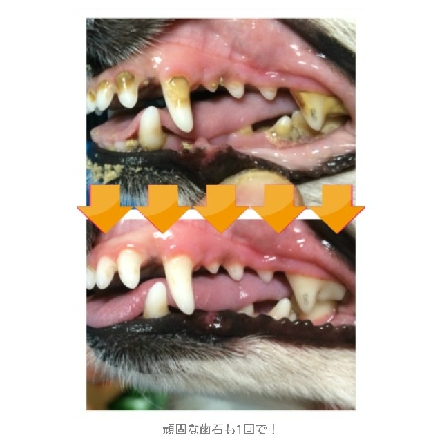 マジックゼオ プロ 40 ペット 犬用 歯石除去 歯磨き 口臭 歯周病 予防の通販 By アキヒコ S Shop ラクマ