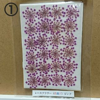 押し花　レースフラワー　①(ドライフラワー)