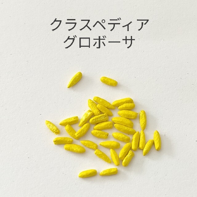 クラスペディア 粒 花種の通販 By Ciel Du Soir ラクマ クラスペディア 粒 花種の通販 By Ciel Du Soir ラクマ