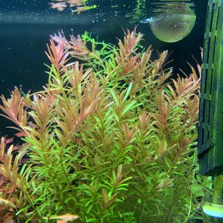水草　ロタラインディカ　10本(アクアリウム)