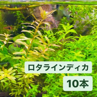 ロタラインディカ　水草　アクアリウム　無農薬(アクアリウム)