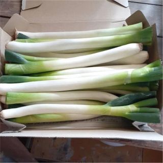 白ネギ　1.3kg コンパクト(野菜)