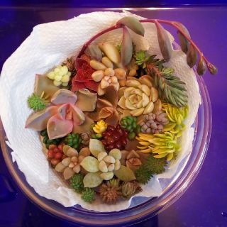 多肉植物 カット苗(その他)