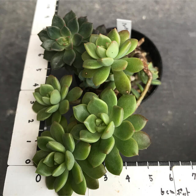 オイルペイント 多肉植物 マッコス&エメラルドリップ 抜き苗 3本ずつ ③