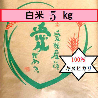 お米　令和2年　愛媛県産キヌヒカリ　白米　5㎏(米/穀物)