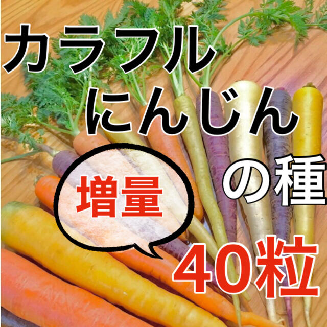 【黄・橙・紫‼️】カラフルにんじんの種 40粒 MIX ニンジン 人参 野菜 種 食品/飲料/酒の食品(野菜)の商品写真