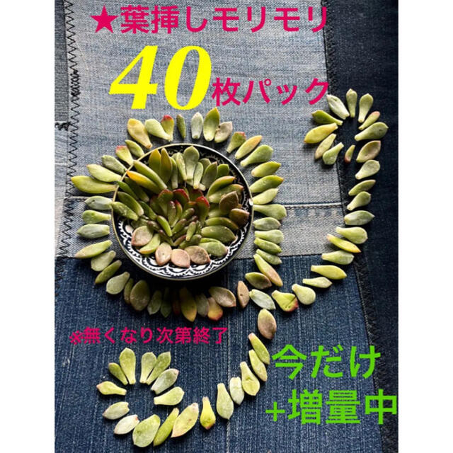 【初出品❗️★葉挿しモリモリ40枚 +今だけ増量中パック★】 ハンドメイドのフラワー/ガーデン(その他)の商品写真