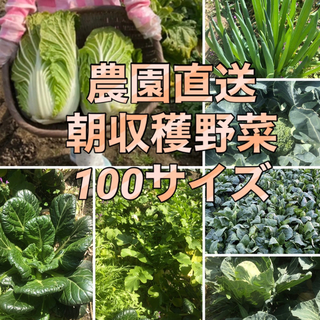 福岡県産★栽培期間中農薬不使用または減農薬　野菜詰合せ　100サイズ 食品/飲料/酒の食品(野菜)の商品写真