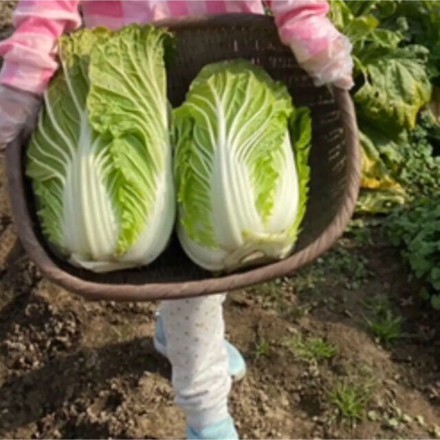 福岡県産★栽培期間中農薬不使用または減農薬　野菜詰合せ　100サイズ 食品/飲料/酒の食品(野菜)の商品写真