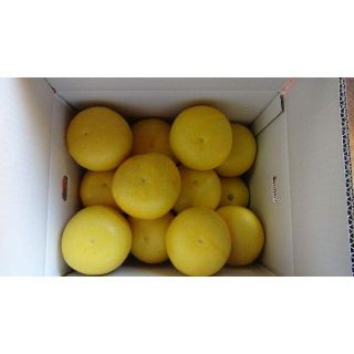 文旦専門農家　わけあり土佐文旦A10㎏　サイズ：2L～4L、個数：13個～22個(フルーツ)
