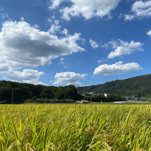 おすすめ☆農家自慢のお米☆10キロ