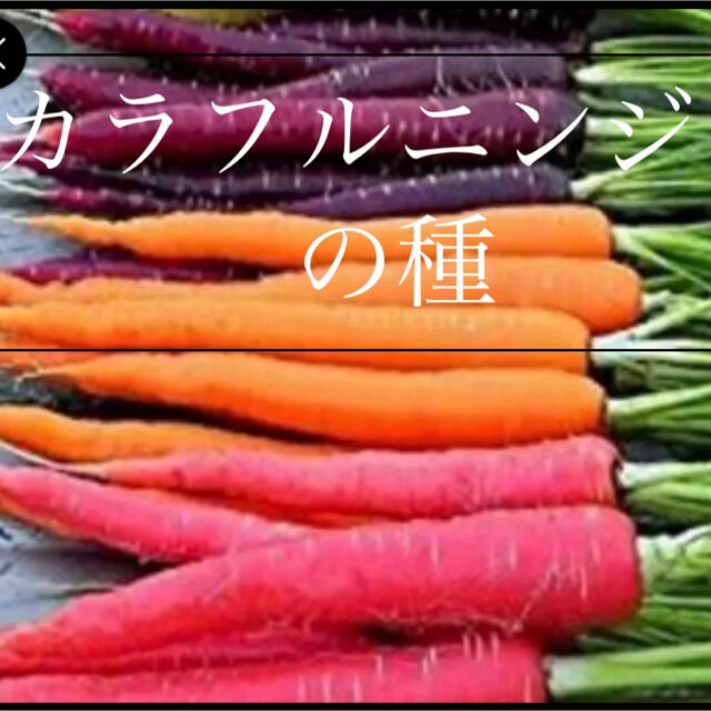 オレンジ 黄色 紫 3色MIXニンジンの種野菜種 30個 食品/飲料/酒の食品(野菜)の商品写真