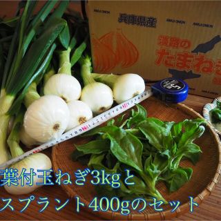 淡路島　玉ねぎ3kgとアイスプラント400gセット　葉付き玉ねぎ(野菜)