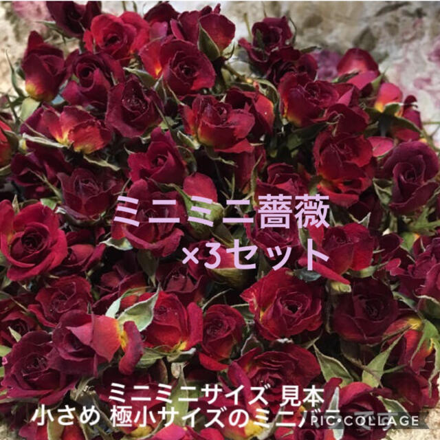 papa2323様専用★ミニミニ薔薇20輪+おまけ2輪付き×3セット ハンドメイドのフラワー/ガーデン(ドライフラワー)の商品写真