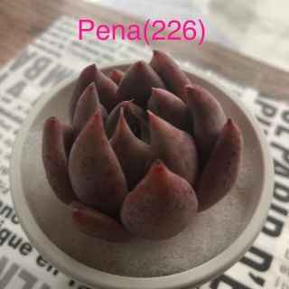 多肉植物 韓国苗 Pena/ペナ(その他)