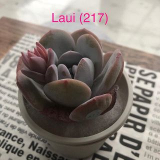 多肉植物 韓国苗 Laui/ラウイ (217)(その他)