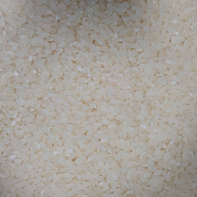 【令和２年産】精米済　お米　ひとめぼれ　10kg