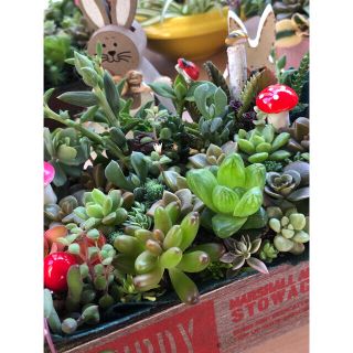 専用❤︎多肉植物❤︎寄せ植え❤︎このまま飾れます♪の通販 by