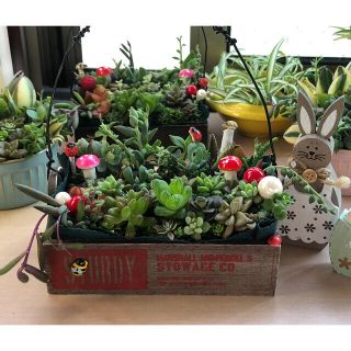 専用❤︎多肉植物❤︎寄せ植え❤︎このまま飾れます♪の通販 by