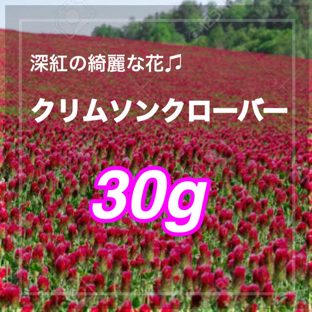 【最安値】30g 約9000粒ストロベリーキャンドル、クリムソンクローバー ハンドメイドのフラワー/ガーデン(プランター)の商品写真