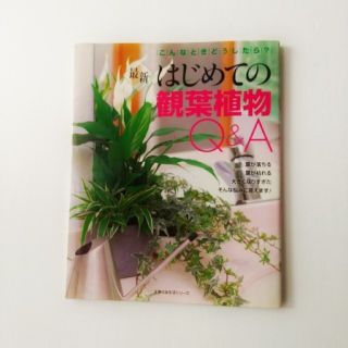 シュフトセイカツシャ(主婦と生活社)のはじめての観葉植物Ｑ＆Ａ こんなときどうしたら？(趣味/スポーツ/実用)