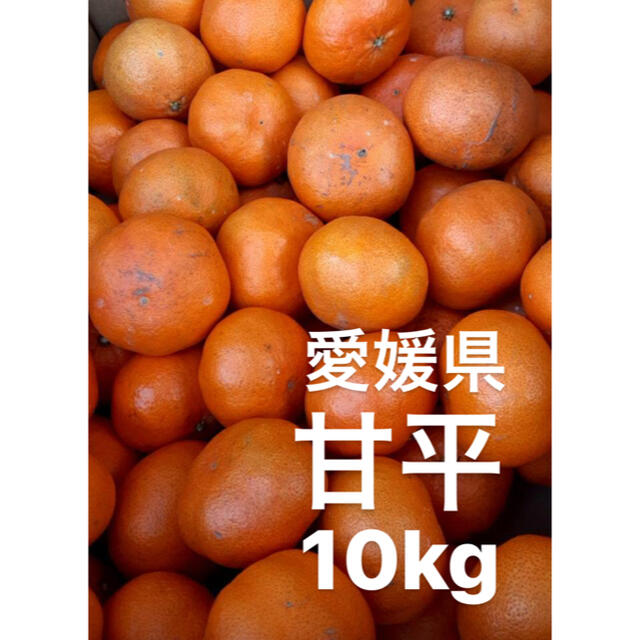 ●愛媛県　甘平　10kgフルーツ