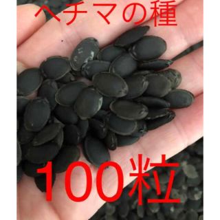 ヘチマの種100粒丝瓜種(野菜)