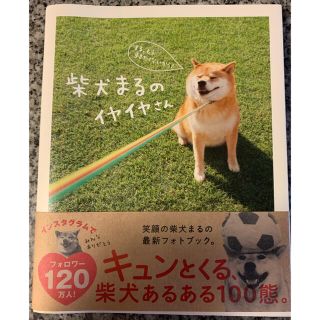 柴犬まるのイヤイヤさん(趣味/スポーツ/実用)