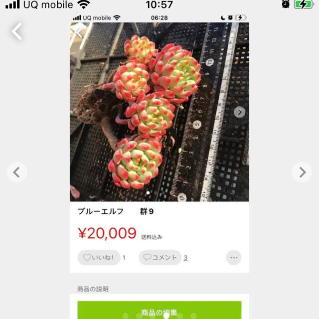 多肉植物 ハンドメイドのフラワー/ガーデン(その他)の商品写真