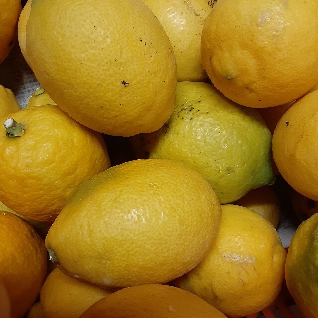 国産 わけありレモン5kg 食品/飲料/酒の食品(フルーツ)の商品写真