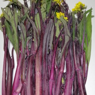 紅菜苔 紫アスパラ菜 500g(野菜)