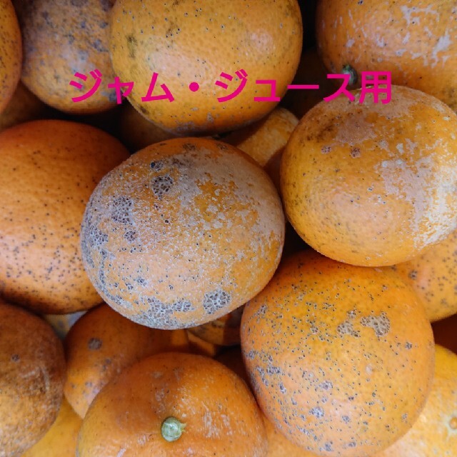 ジャム用 無農薬あまくさ 8kg保証 家庭用 愛媛県産 食品/飲料/酒の食品(フルーツ)の商品写真