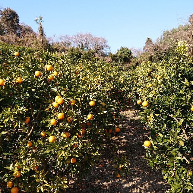 ジャム用 無農薬あまくさ 8kg保証 家庭用 愛媛県産 食品/飲料/酒の食品(フルーツ)の商品写真