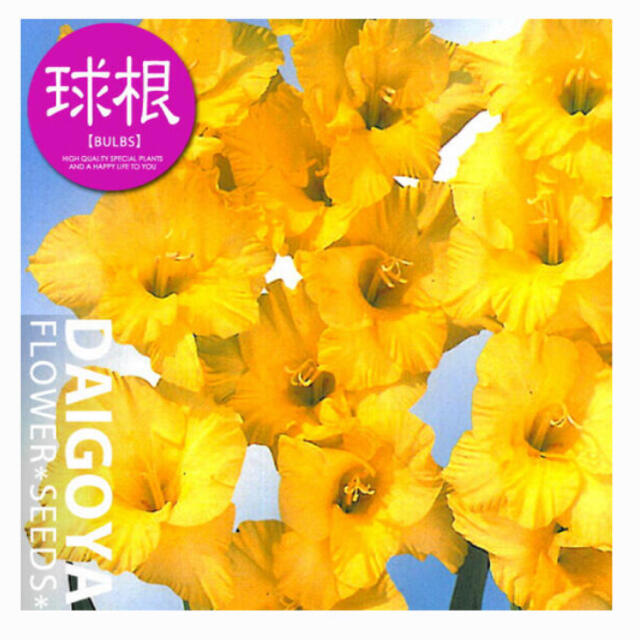 グラジオラス【球根】30球入り袋詰め 単色咲き黄色  ハンドメイドのフラワー/ガーデン(その他)の商品写真