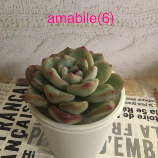 多肉植物 韓国苗 amabile/アマビレ (6)(その他)