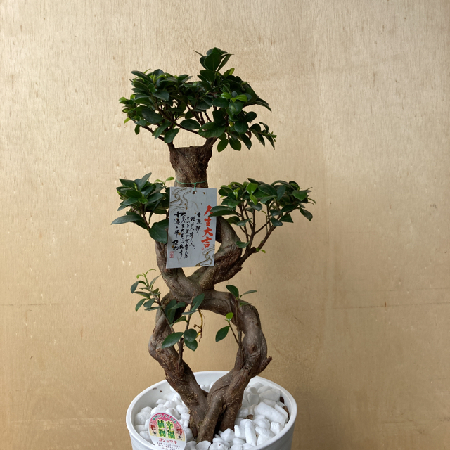 新規購入 観葉植物 ガジュマル 多幸の木 接木 捻り 数量は多 Ielab Network 新規購入 観葉植物 ガジュマル 多幸の木 接木 捻り 数量は多 Ielab Network