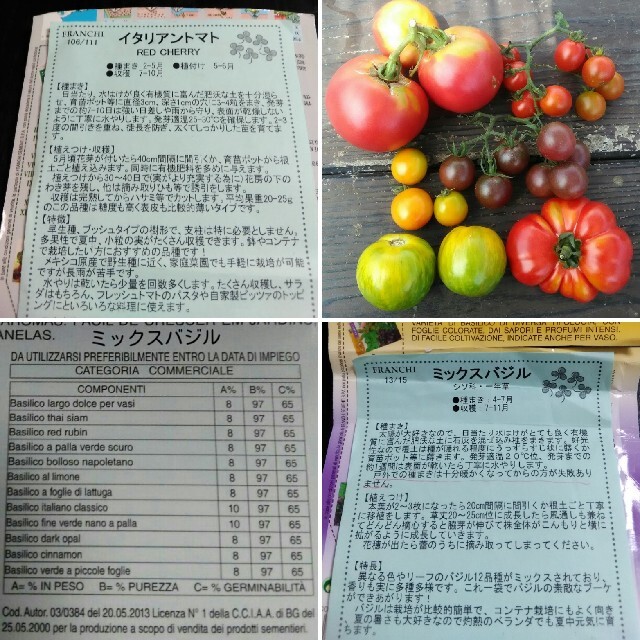 イタリア野菜の種 支柱いらずのミニトマト 12種類ミックスバジル プランターokの通販 By 青野 菜蔵 S Shop ラクマ イタリア野菜の種 支柱いらずのミニトマト 12種類ミックスバジル プランターokの通販 By 青野 菜蔵 S Shop ラクマ